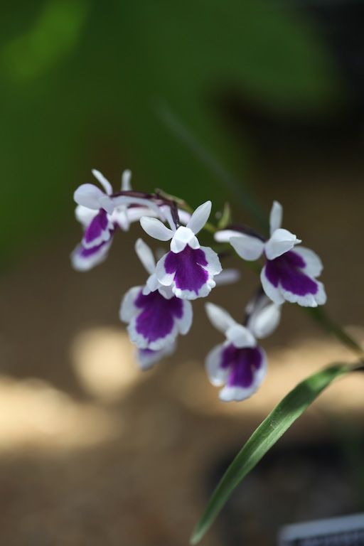 Grass Leafed Orchid - Ponerorchis Graminifolia - Kusamono Gardens