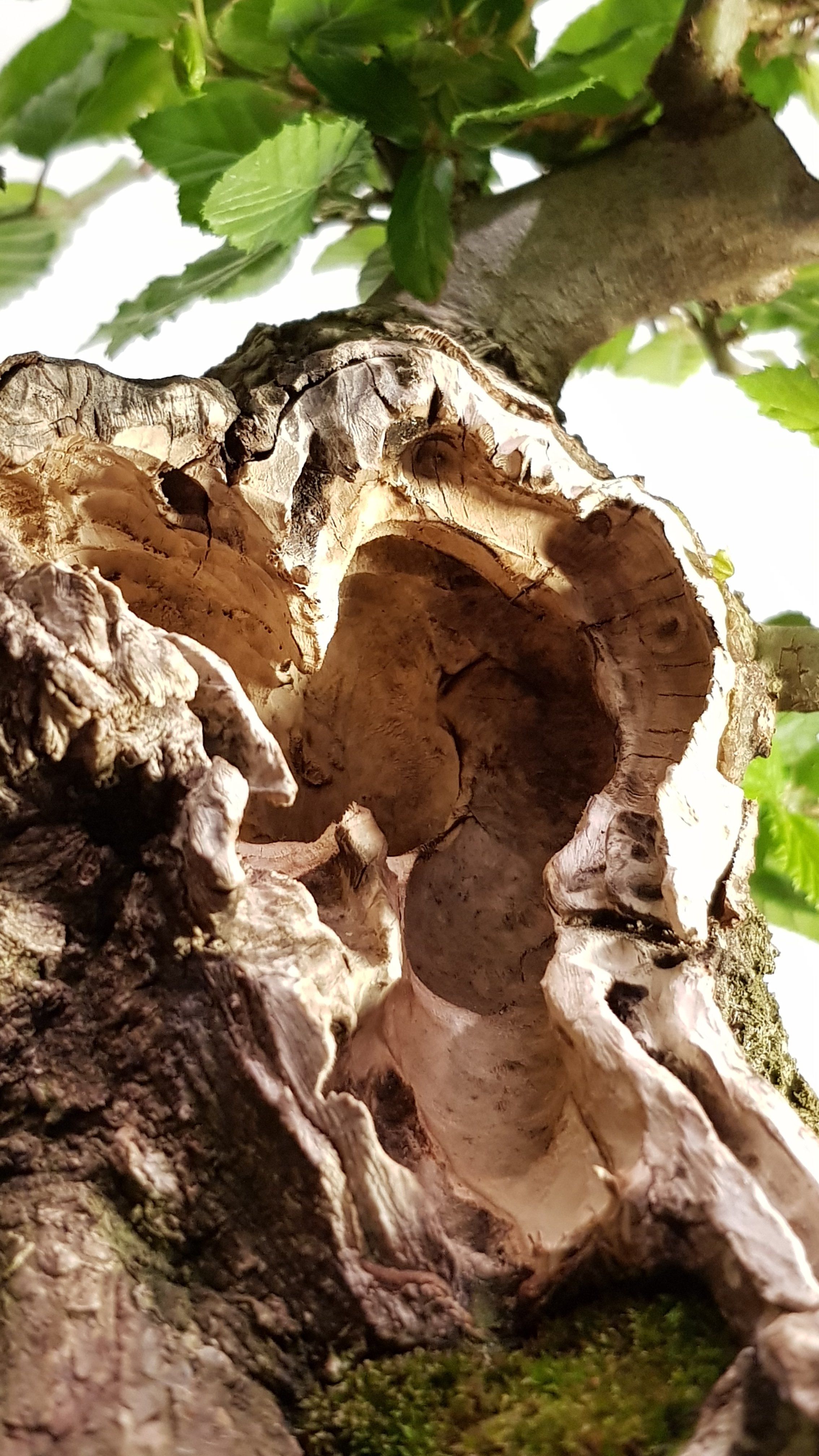 Hornbeam Hollow Trunk