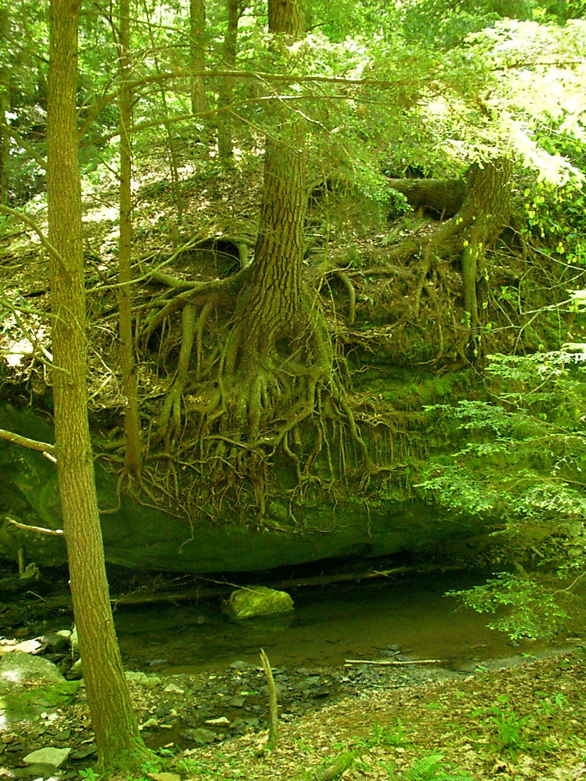 How's that for root over rock?