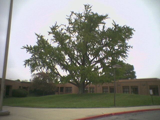 Huge Ginkgo