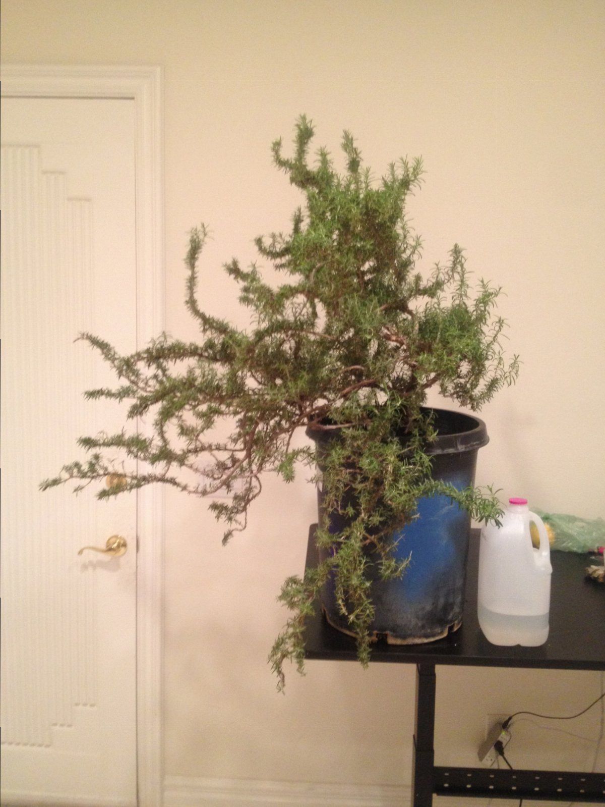I Just Got A Rosemary With A Trunk So Thick I Cant Wrap My Hand Around It Please Help Bonsai Nut