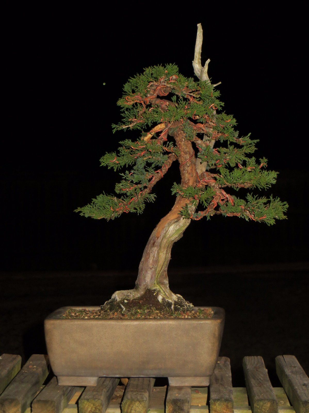 Itoigawa Juniper