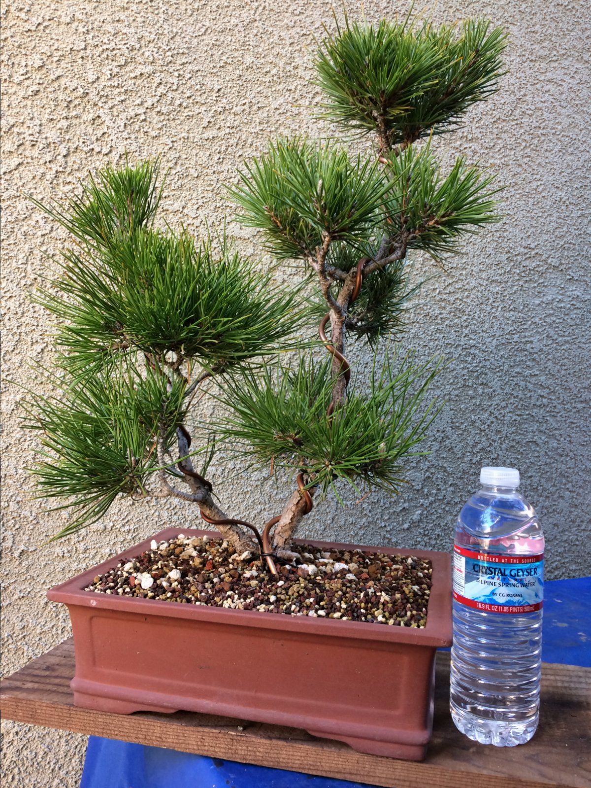 Japanese Black Pine #2