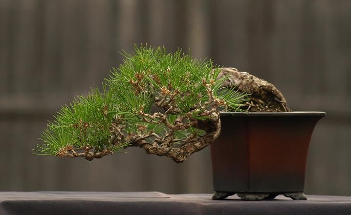 Japanese Black Pine