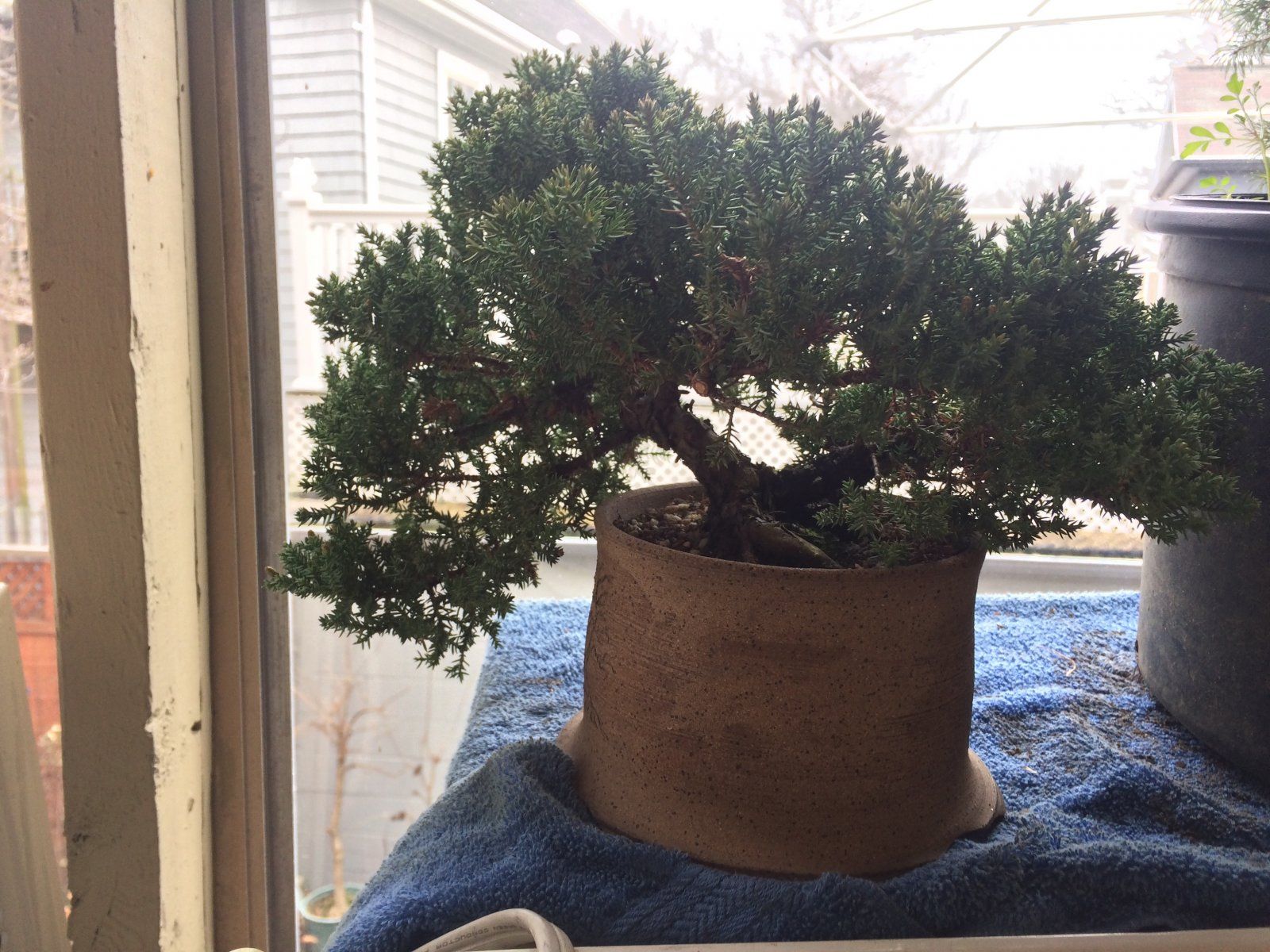 Juniper