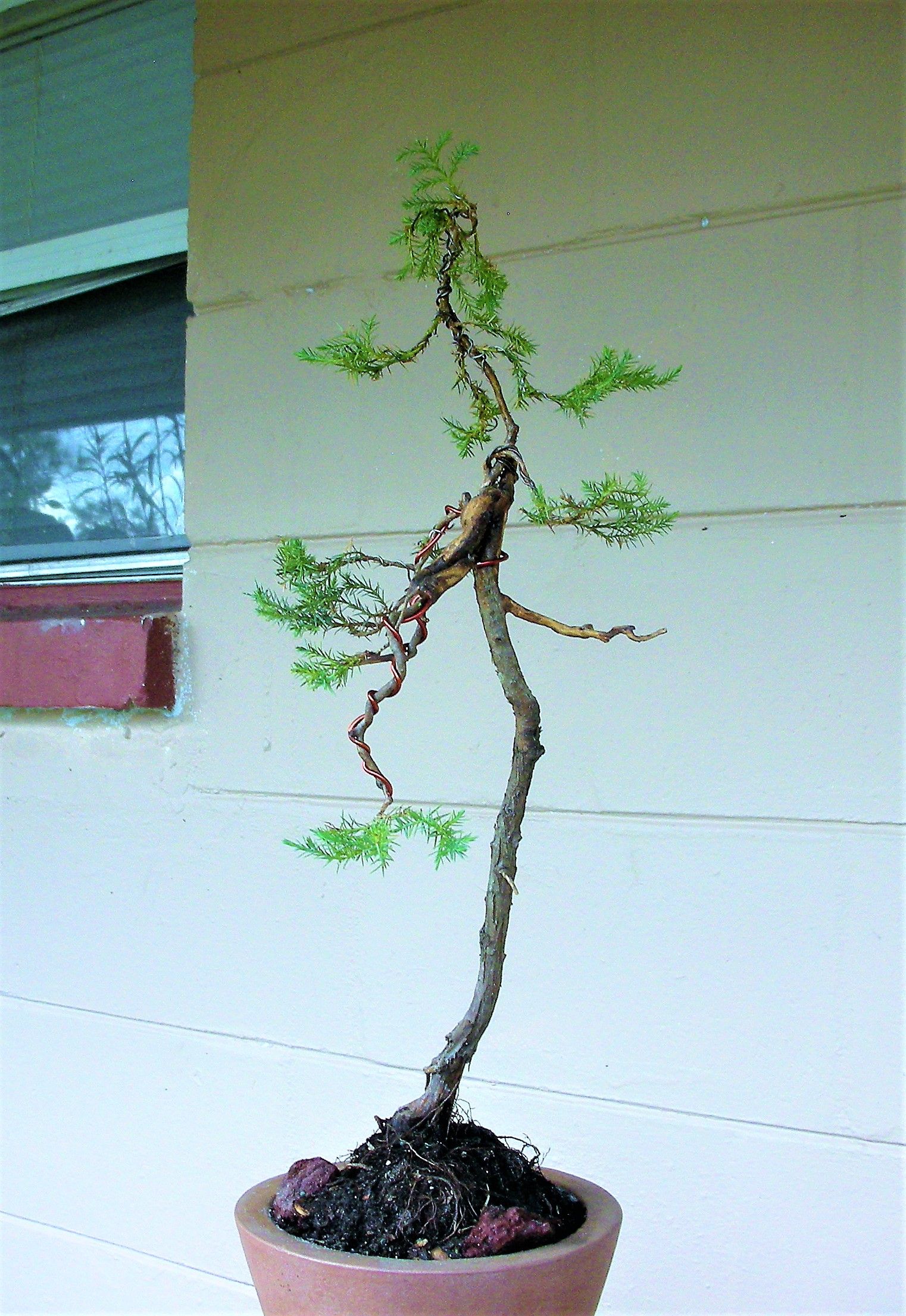 Juniperus Virginiana Literati Bunjin
