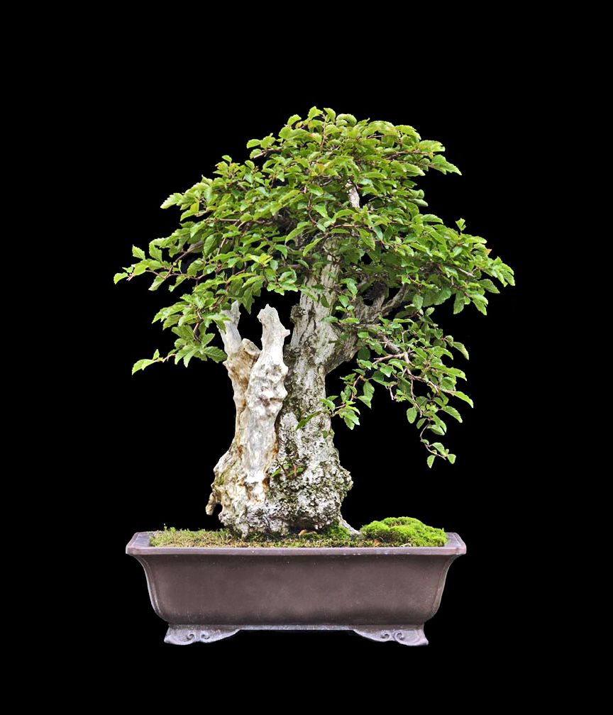 Korean Hornbeam - Now In the Elandan Gardens Collection