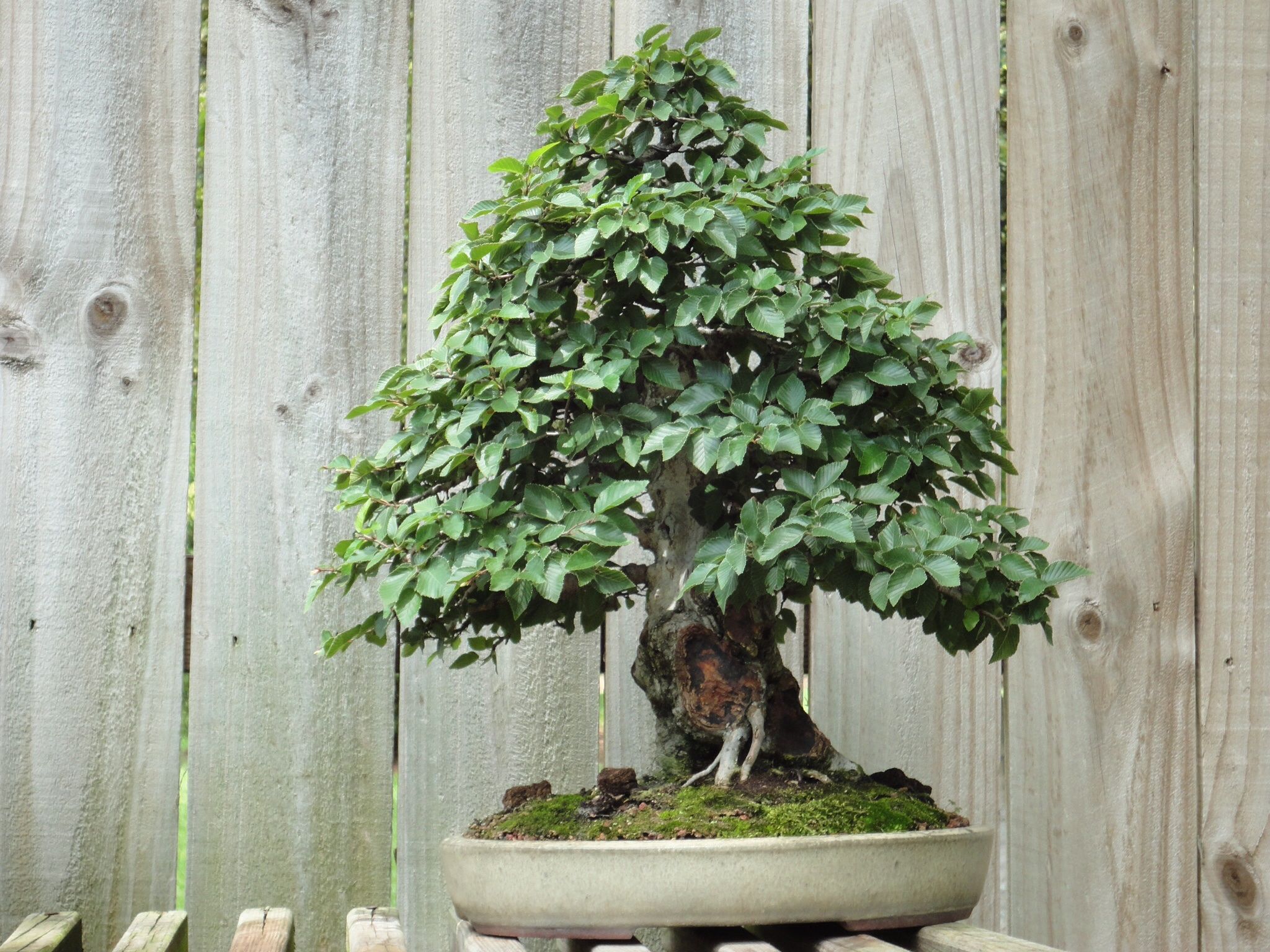 Korean hornbeam Yamadori