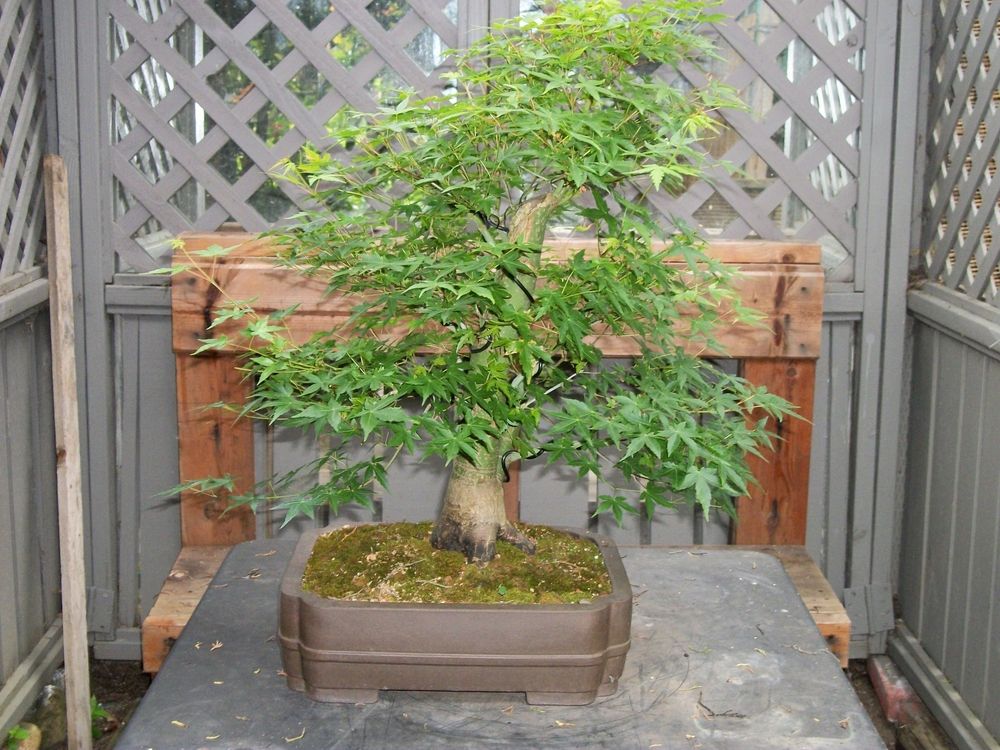 Maple just before Defoliation