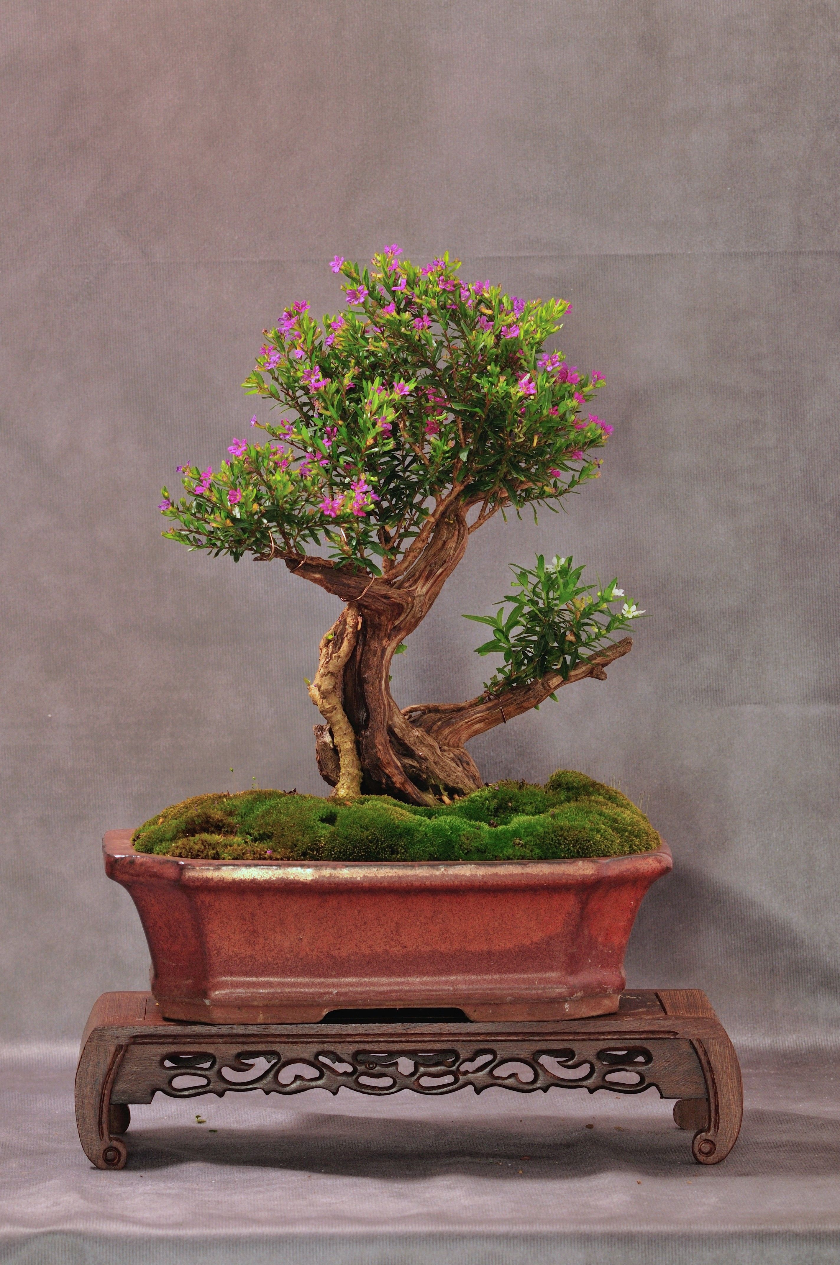 Mexican heather tanuki | Bonsai Nut