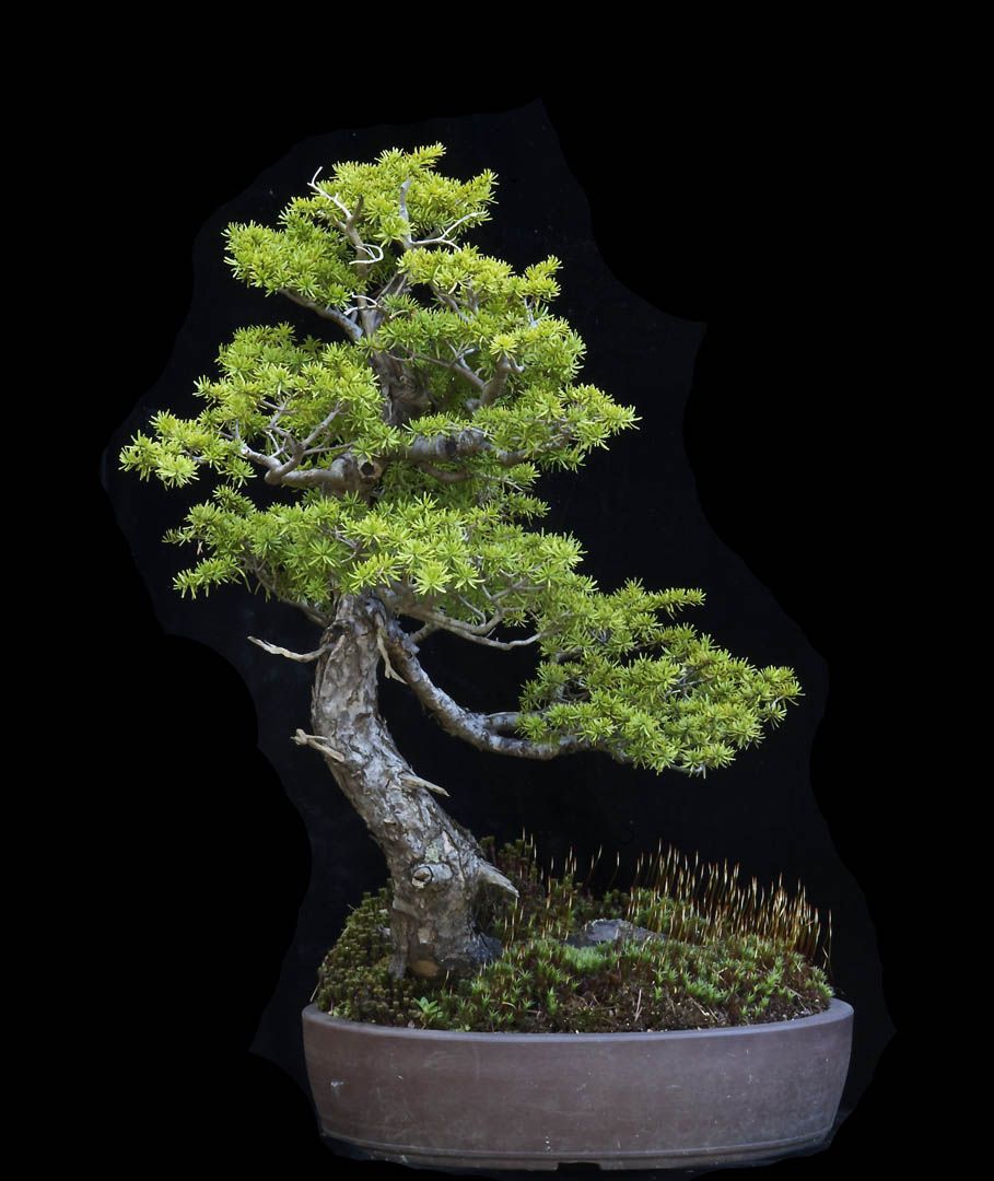 Mountain Hemlock - Now In the Elandan Gardens Collection