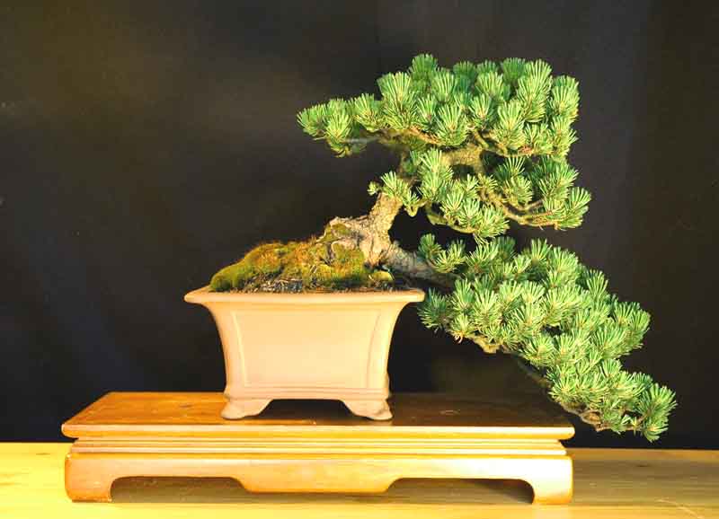 Pinus mugo 'Bonzai' - Pin - Pépinières Constantin