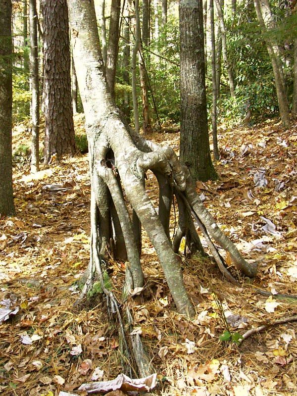 Natural Neagari (exposed root)