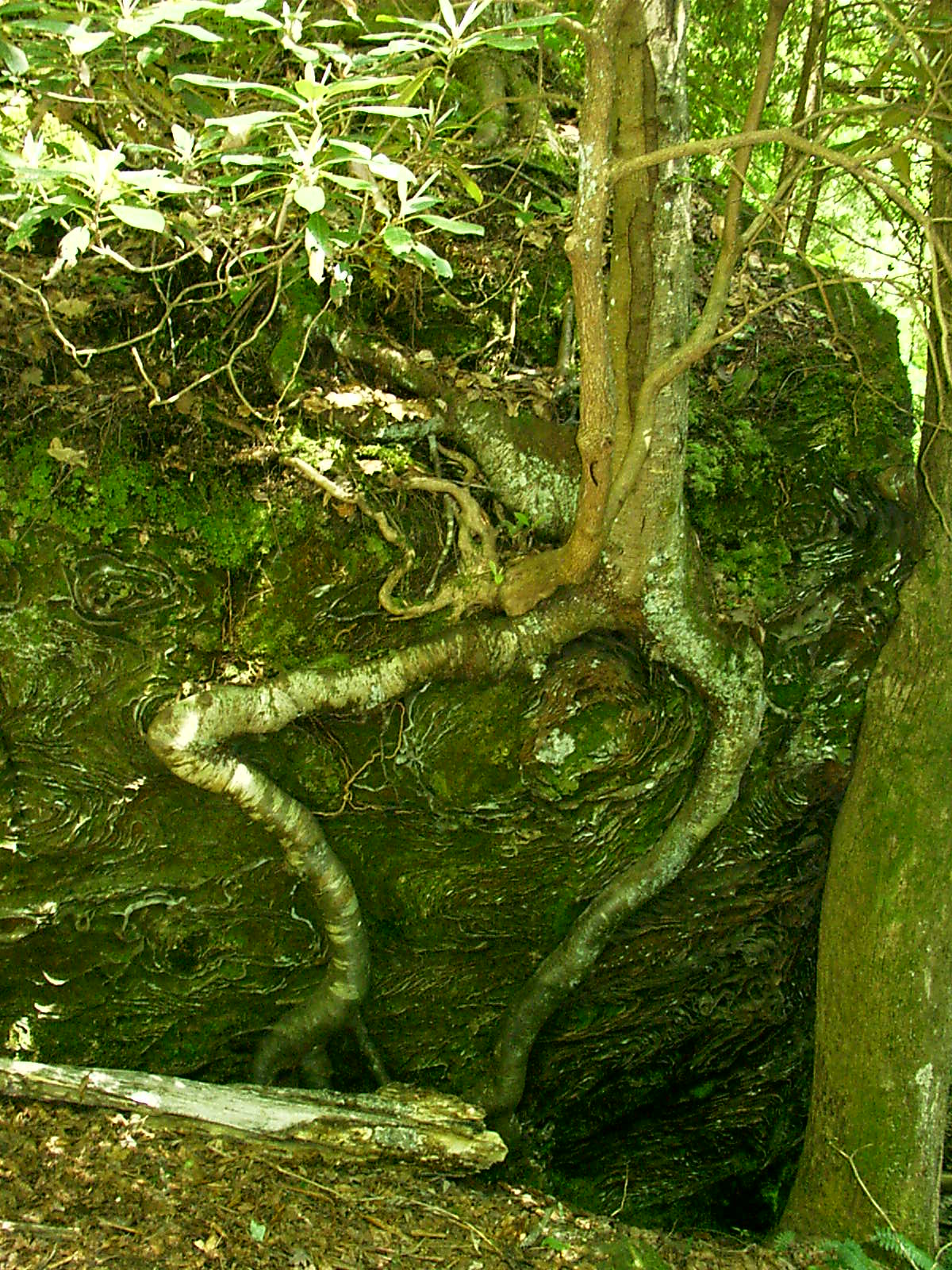 Natural root over awesome rock