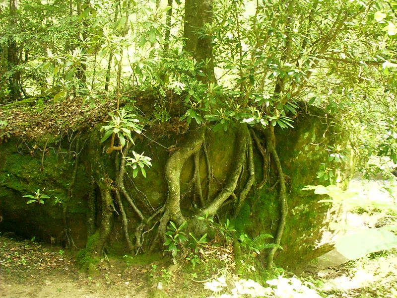 Natural Root-Over-Rock