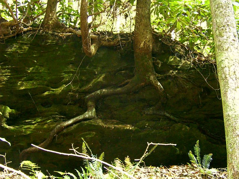 Natural root-over-rock