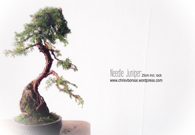 Needle Juniper