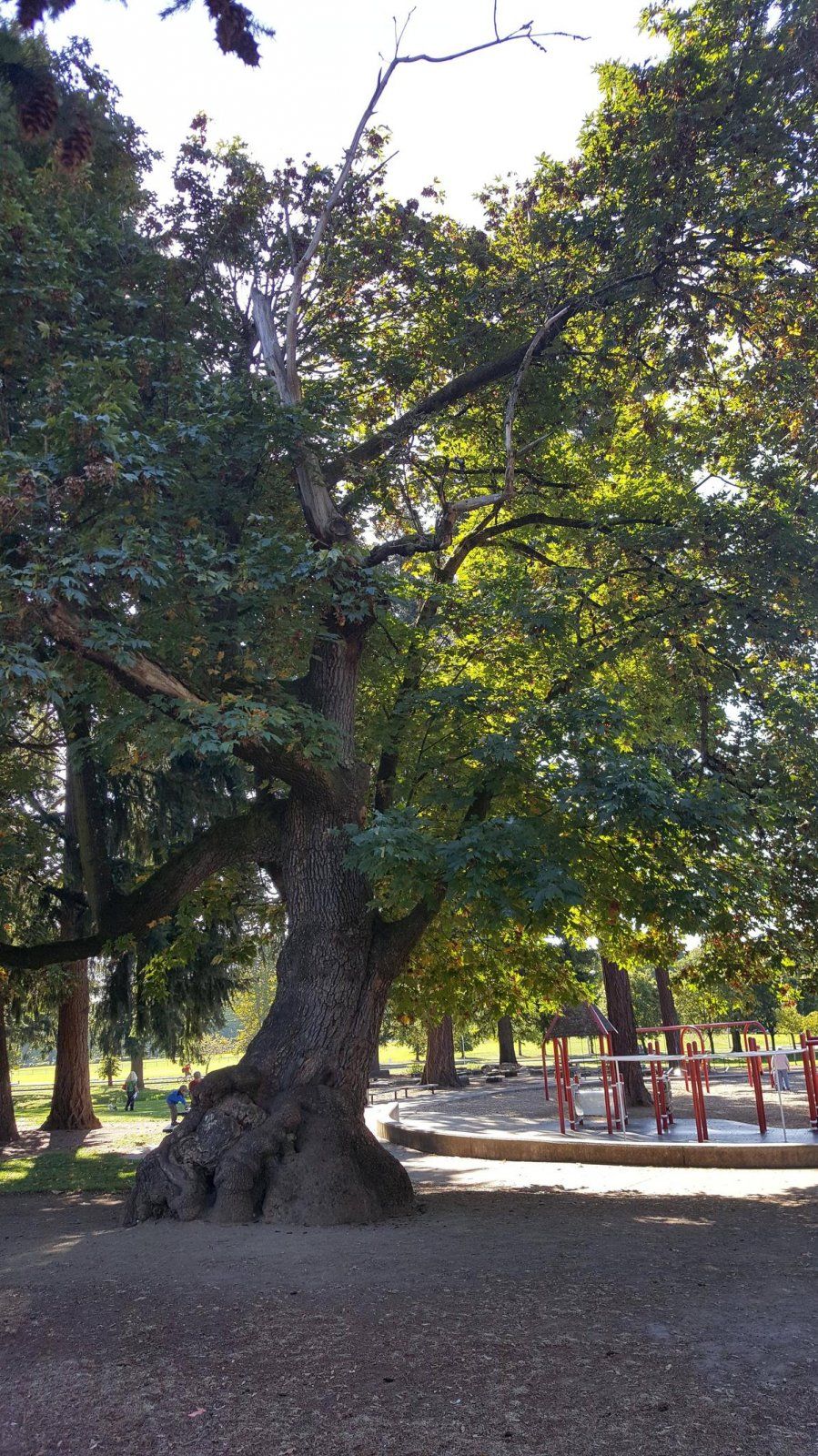 Oak tree marshal park1