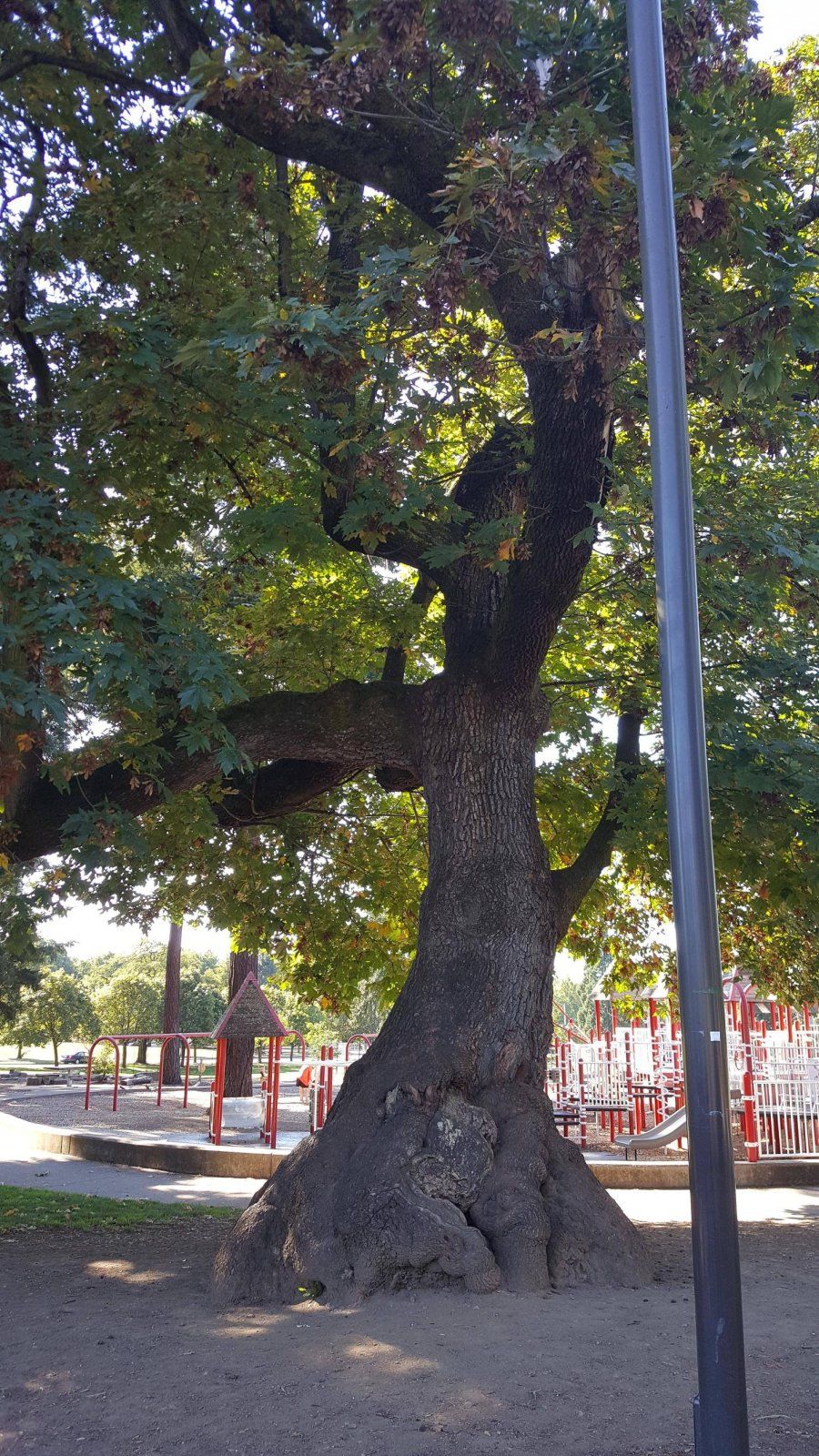 Oak tree marshal park2