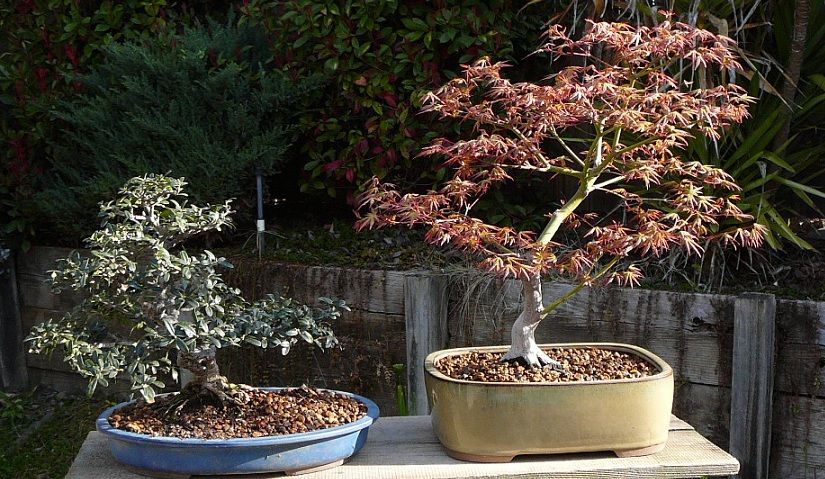 Olive and Japanese Maple