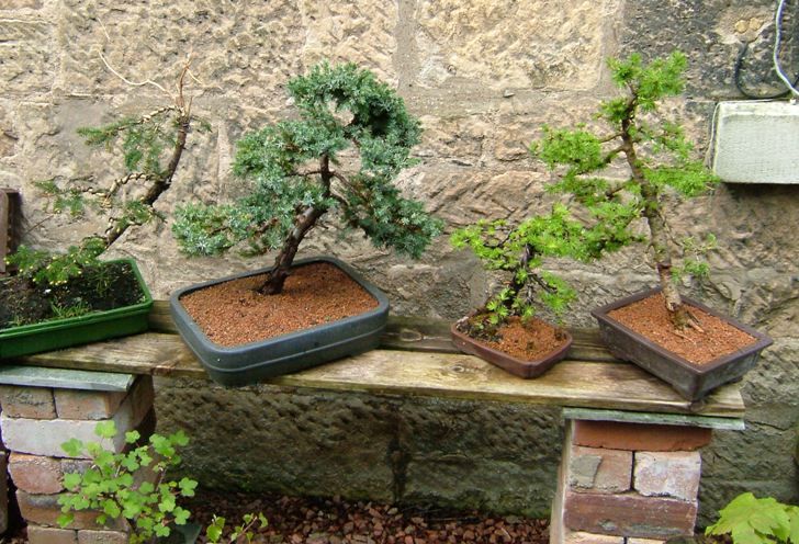 Photo of some trees on one of my benches