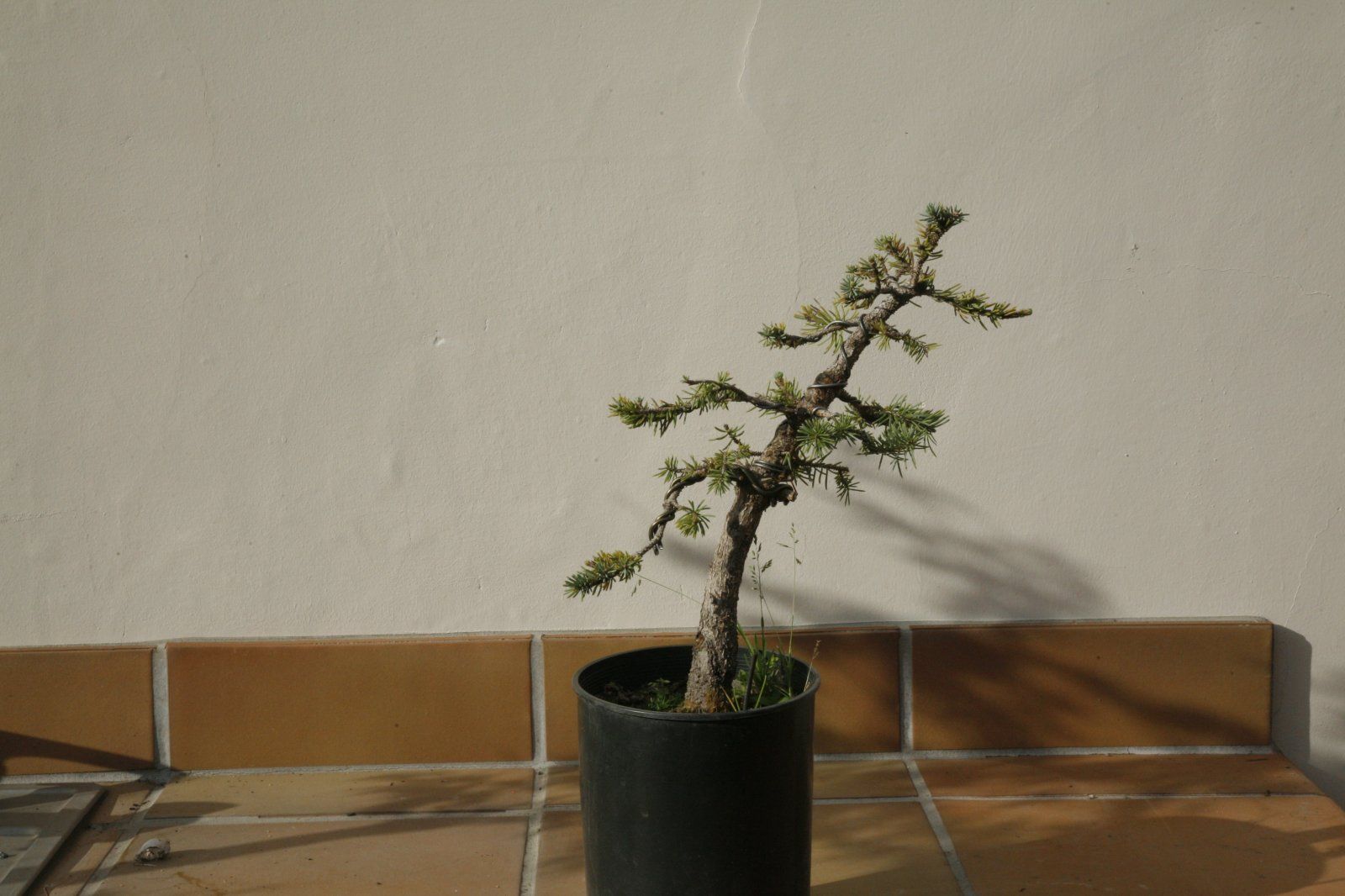 Picea 'unknown'