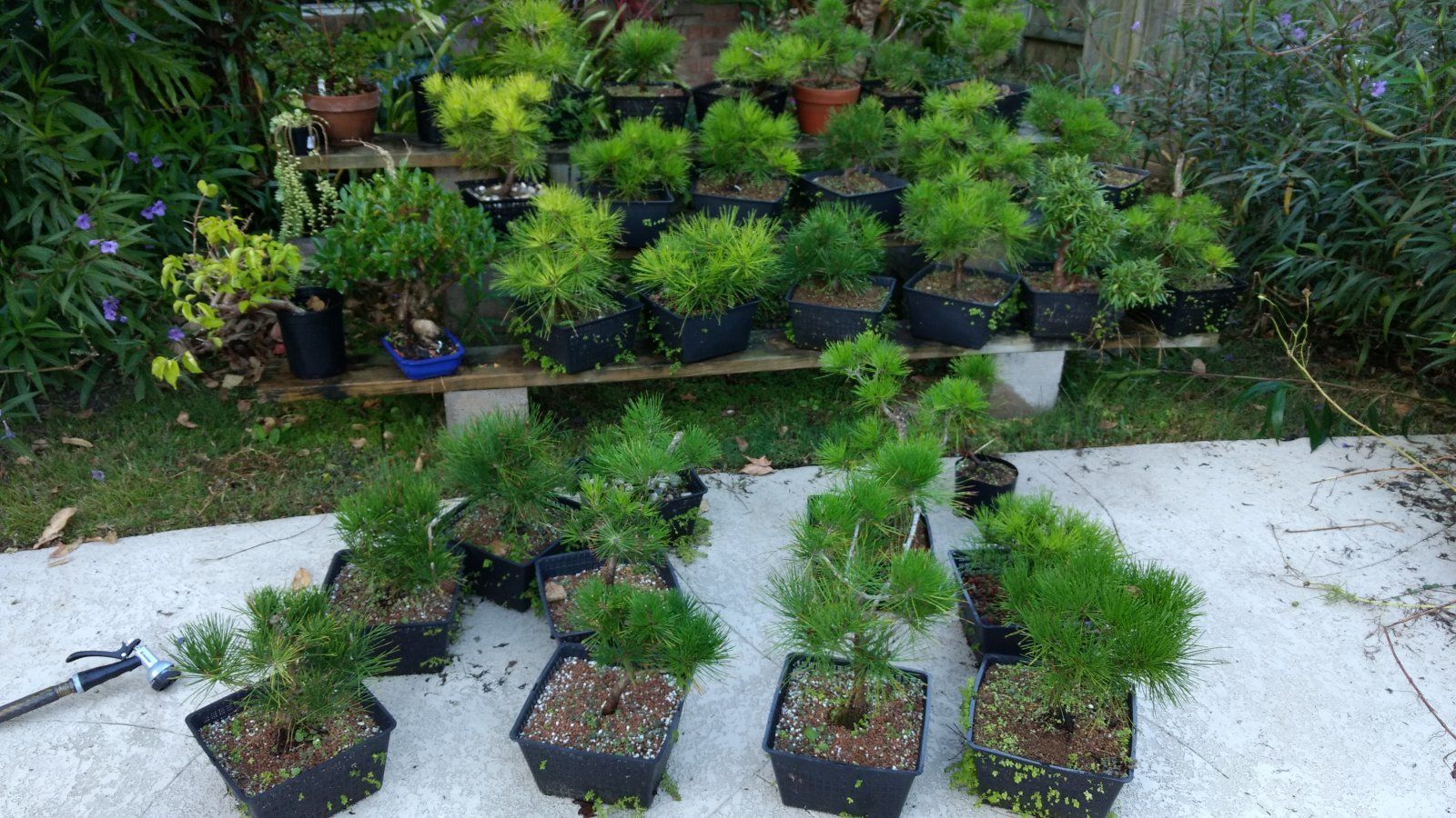 Pine growing area1