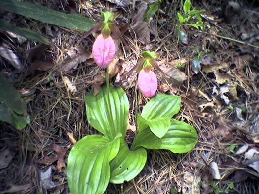 Pink Ladyslipper Orchids