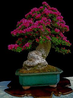 pink pixie bougainvillea | Bonsai Nut