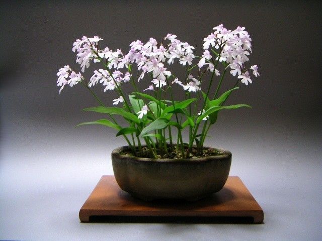 Plover Orchid - Amitostigma Keiskei - Kusamono Gardens