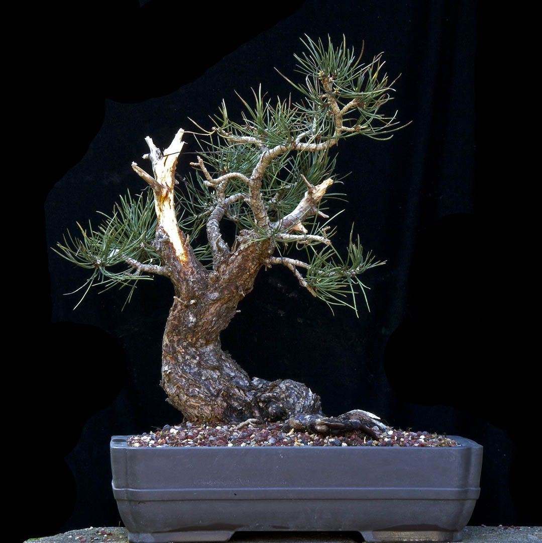 Ponderosa Pine