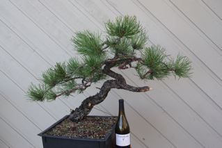 ponderosa pine