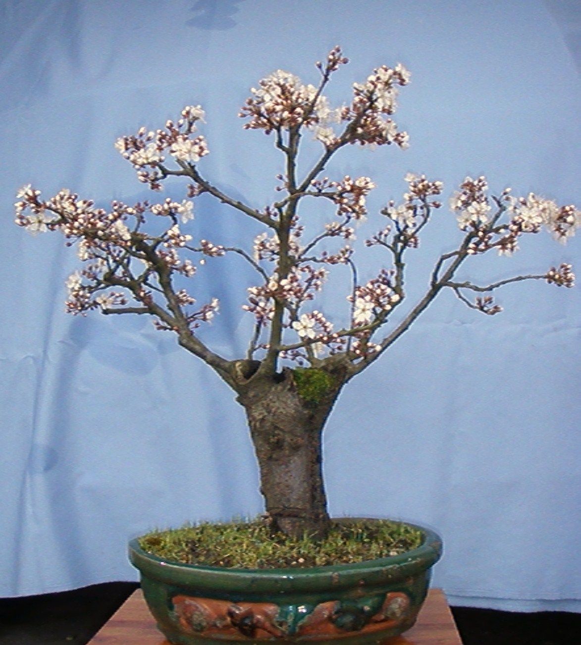 Prunus Cerasifera "Pissardi"
