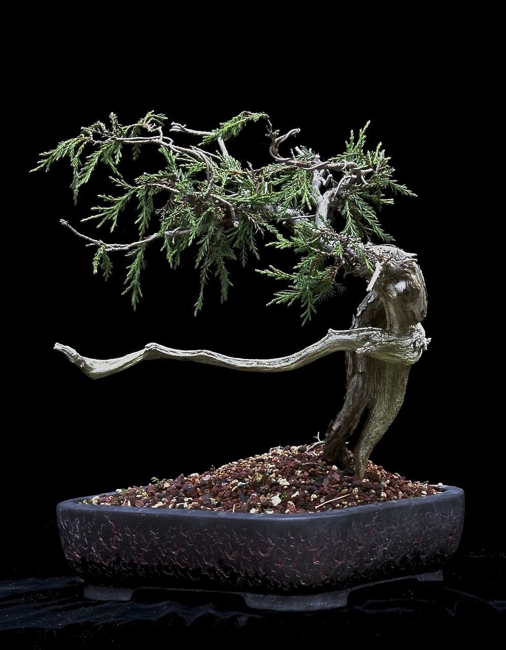 Rocky Mountain Juniper, Long Jin