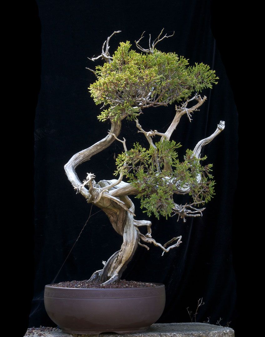 Rocky Mountain Juniper - Now In the Elandan Gardens Collection