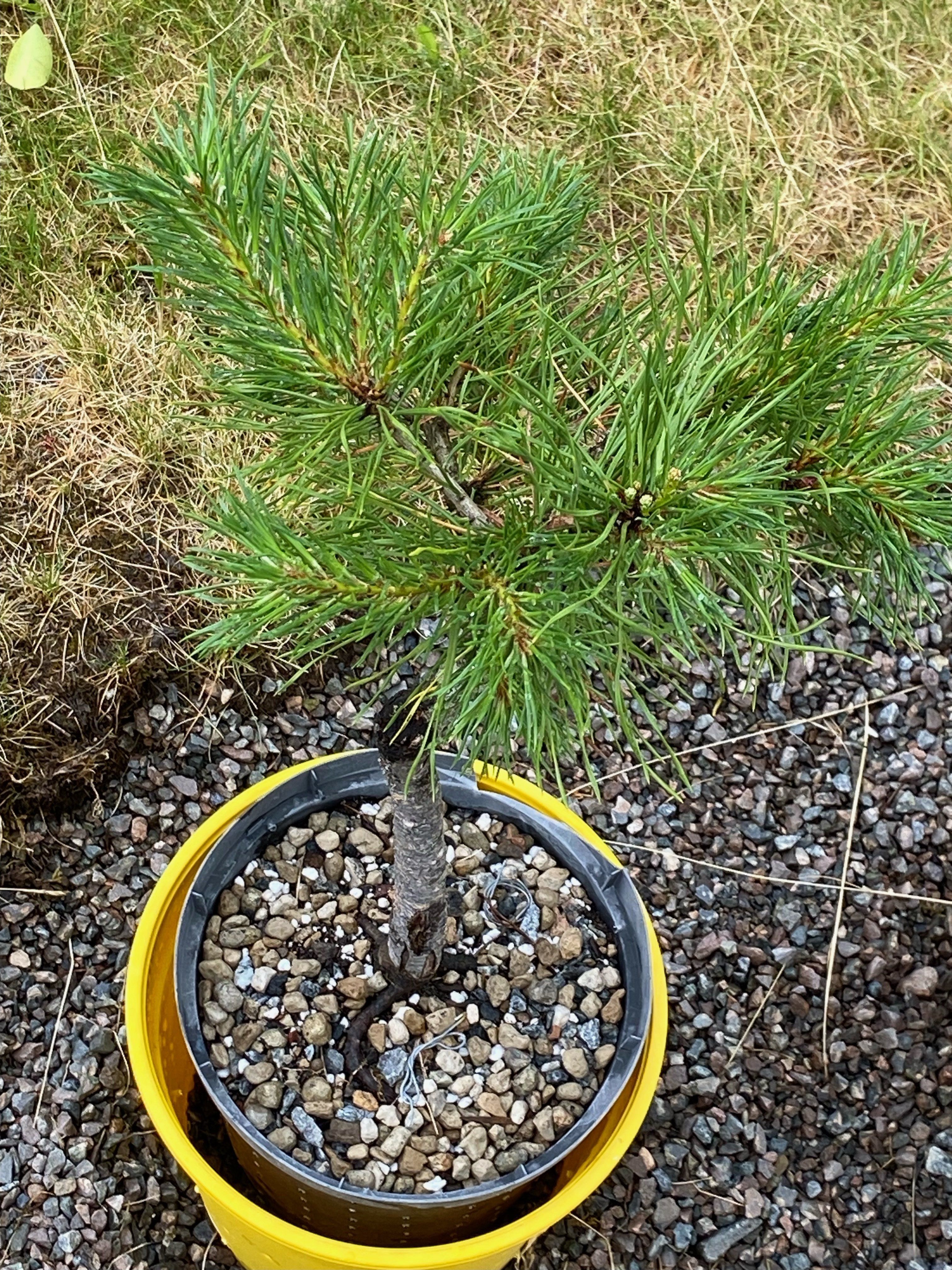 Scots pine 2
