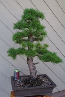 Scots pine