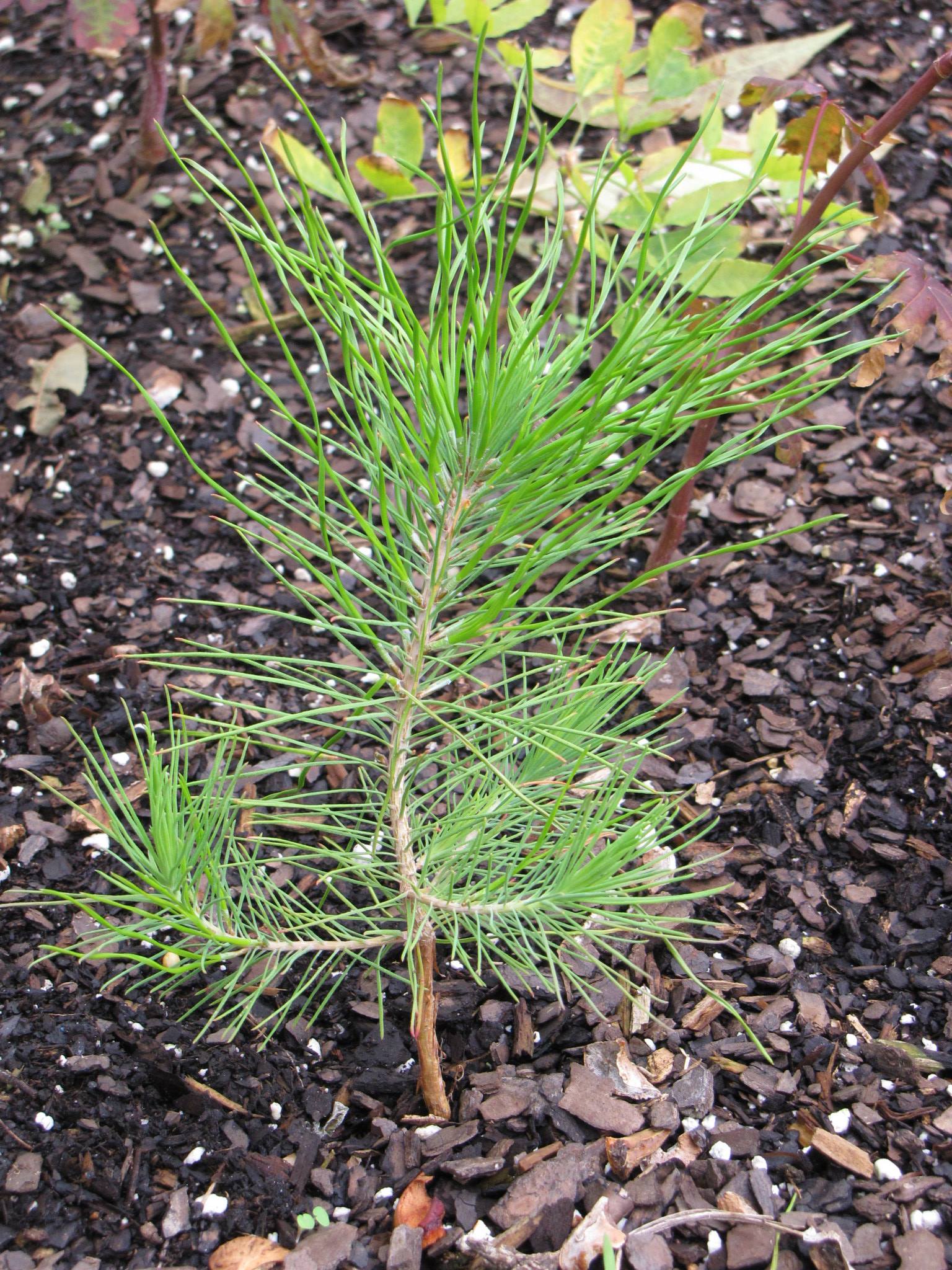 scots_pine