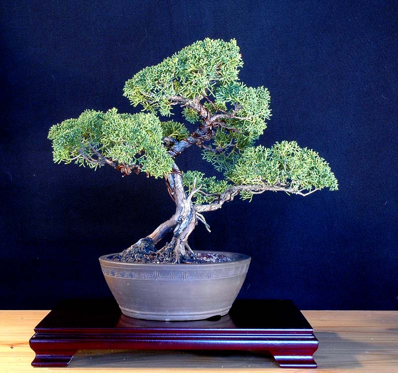 Shimpaku Juniper:: Juniperus Chinensis Shimpakui