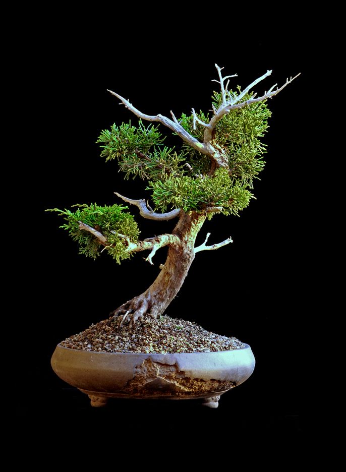 Shimpaku Juniper