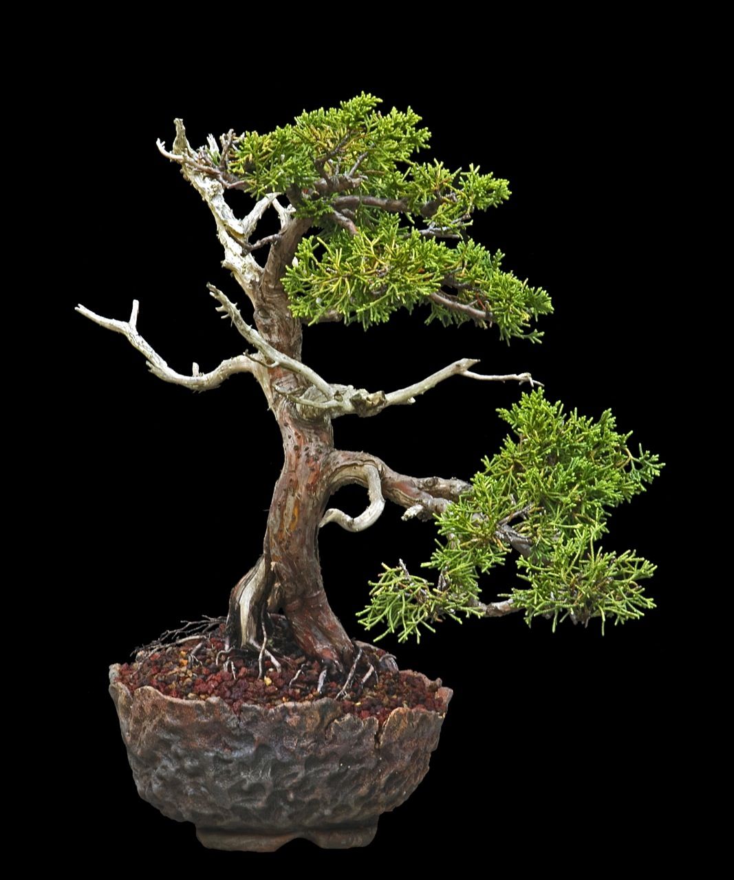 Shimpaku Juniper