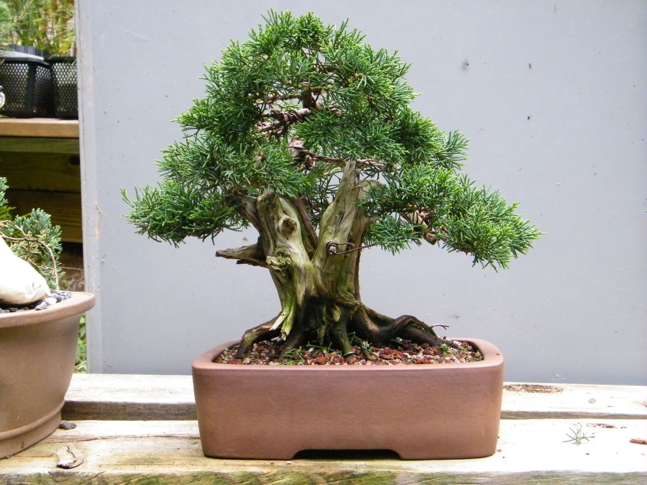 shimpaku juniper