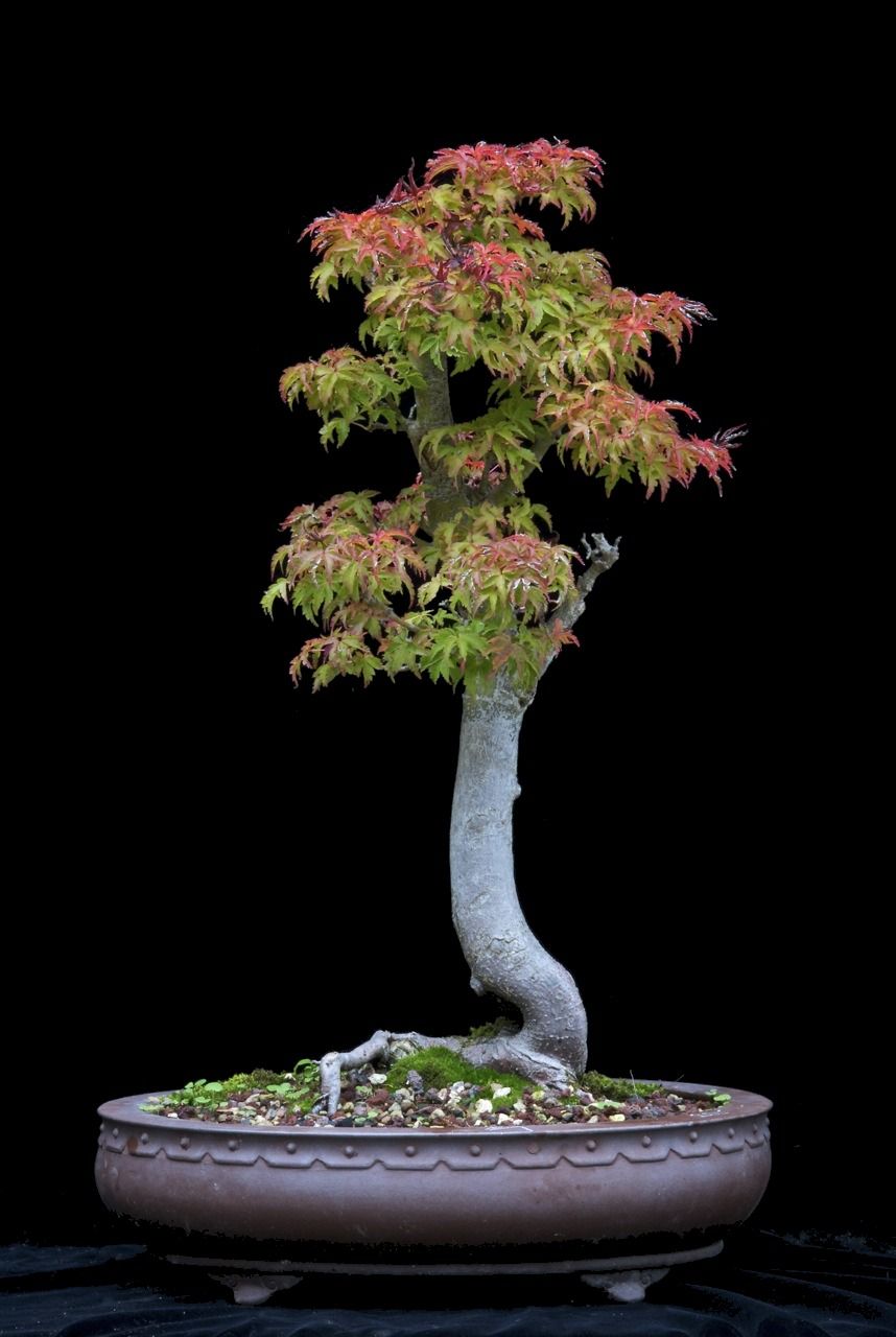 Shishigashiri Maple