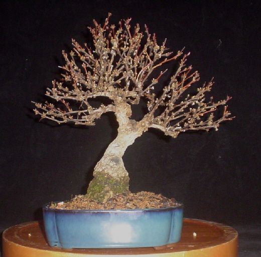 shohin barberry