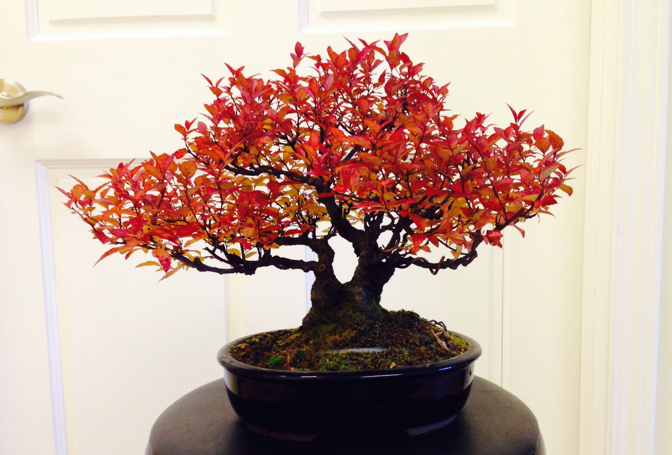 Shohin Spirea