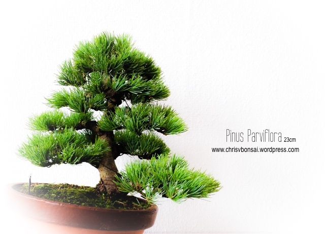 Shohin White Pine