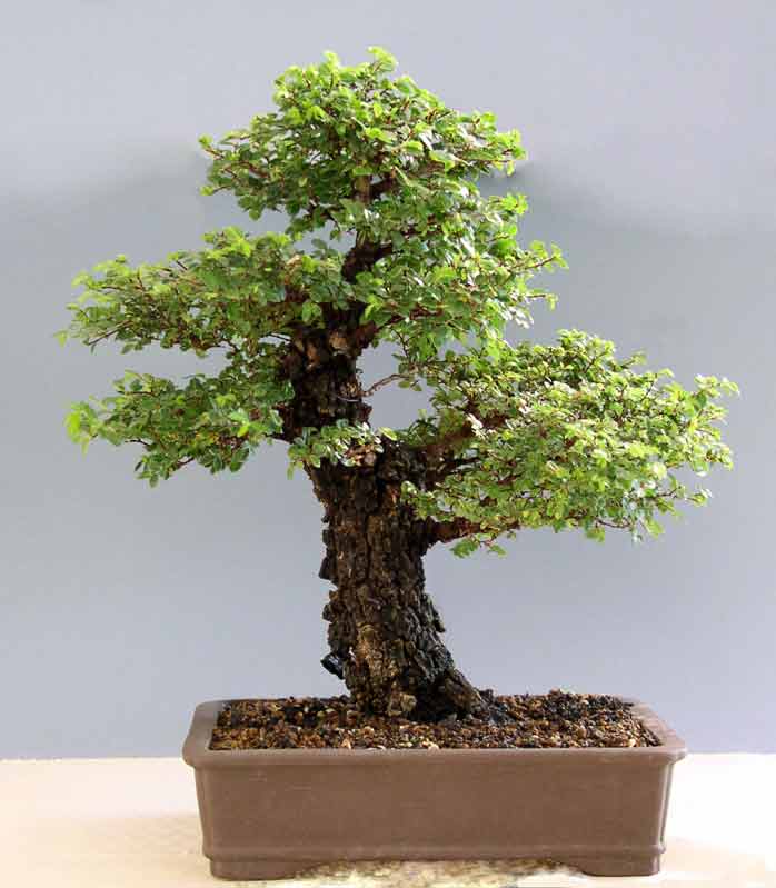 Small Cork Bark elm | Bonsai Nut