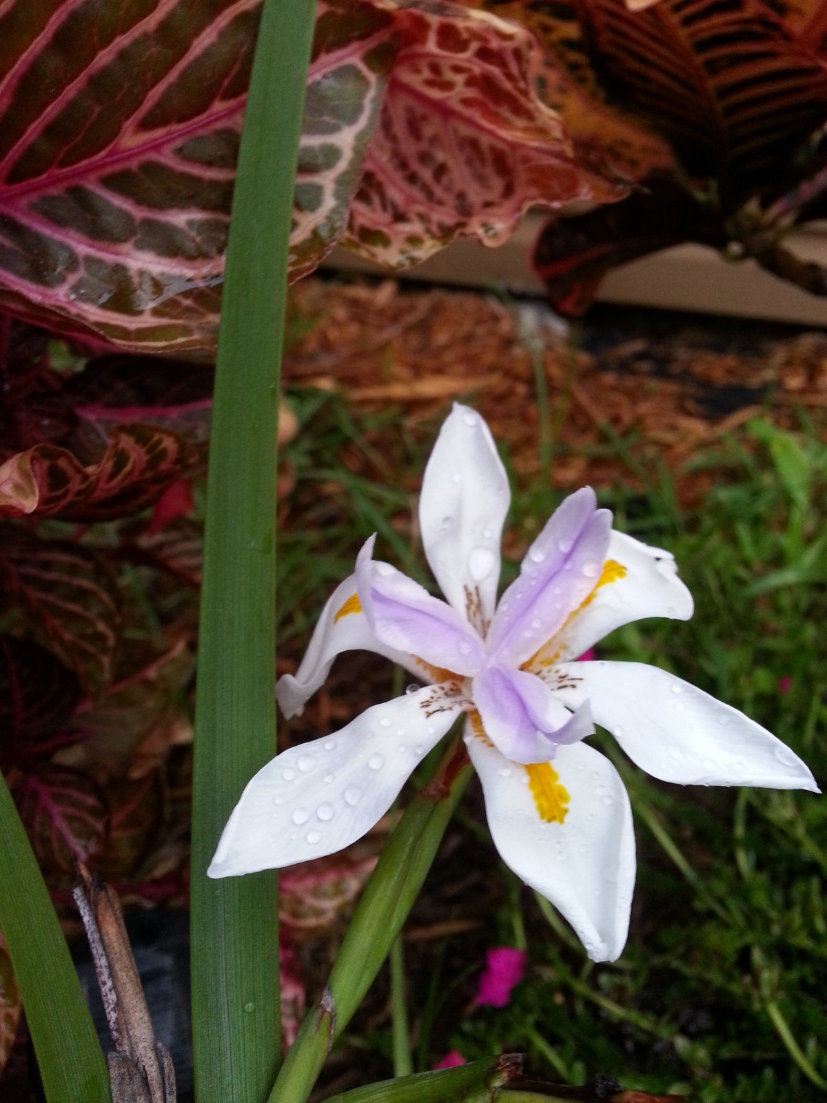 some kind of lily in my yard