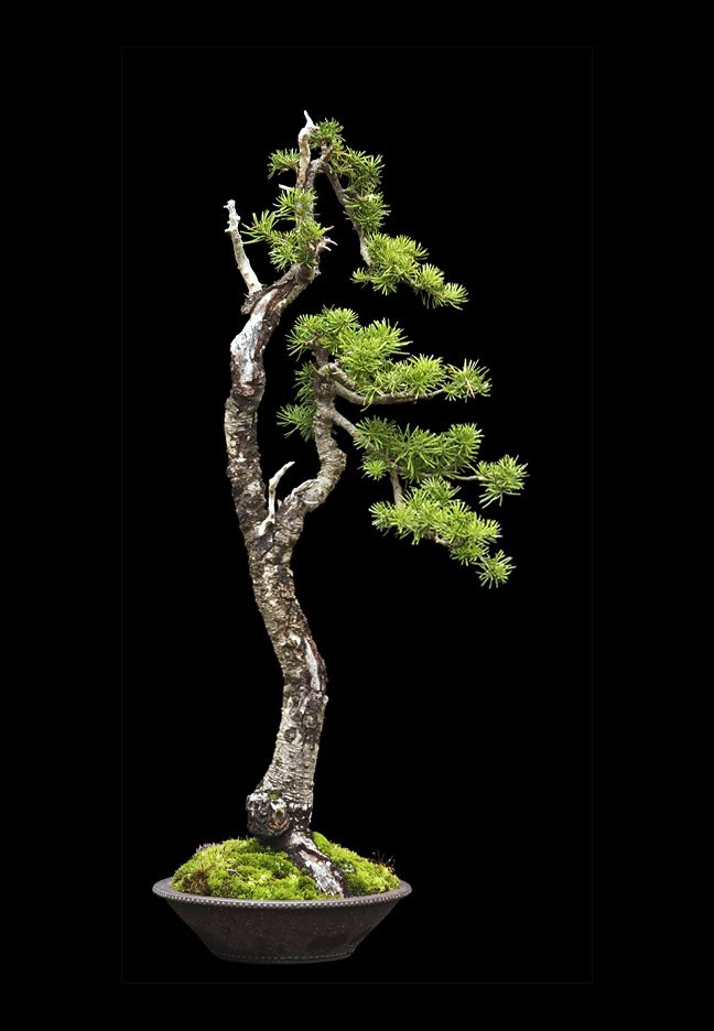 Sub-Alpine Fir