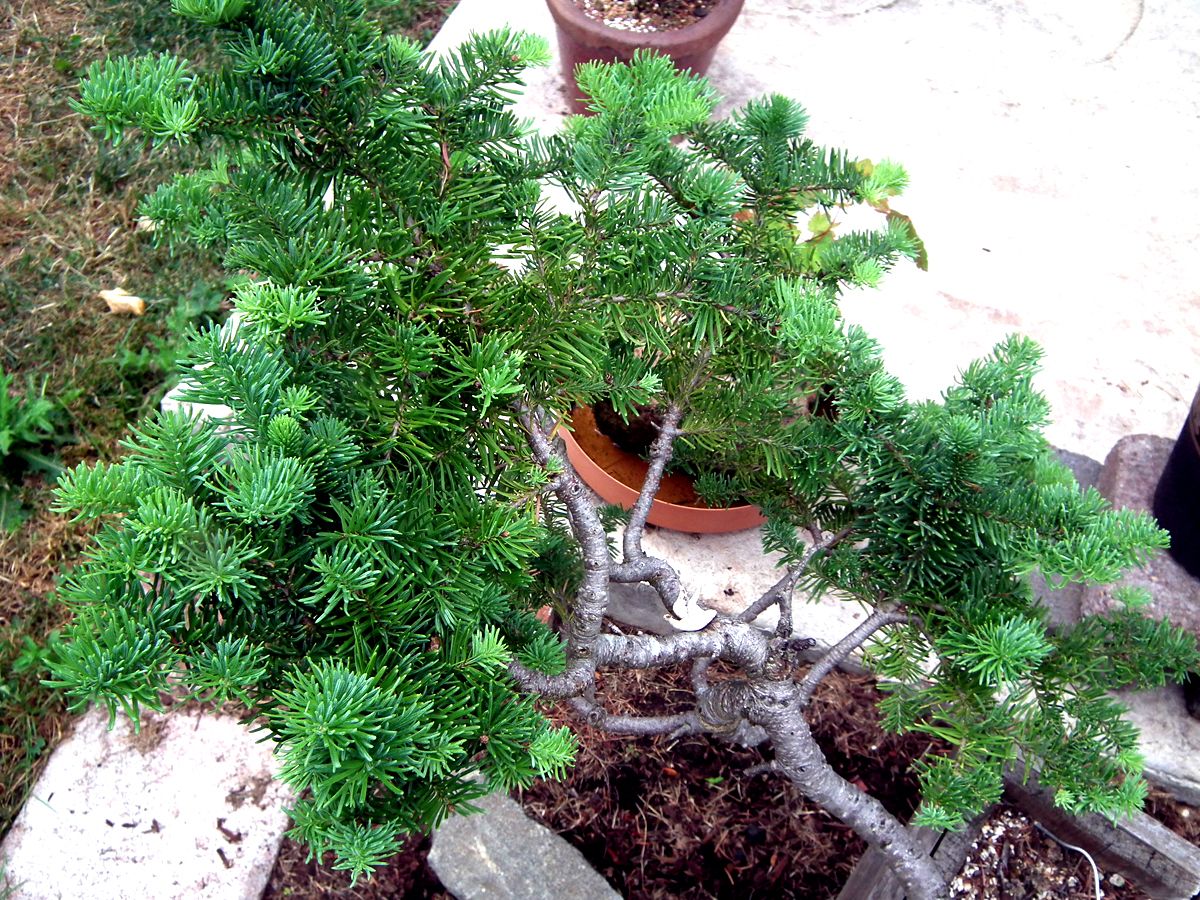 Sub Alpine Fir